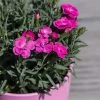 Duftnelken 'Peman' Pink, Topf-Ø 12 Cm, 6er-Set -Fashion Garden Store 0310501037 Dianthus Peman 3er Set1 87641