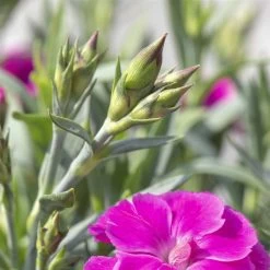 Duftnelken 'Peman' Pink, Topf-Ø 12 Cm, 6er-Set -Fashion Garden Store 0310501037 Dianthus Peman 3er Set2 87642