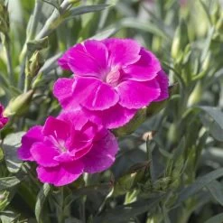 Duftnelken 'Peman' Pink, Topf-Ø 12 Cm, 6er-Set -Fashion Garden Store 0310501037 Dianthus Peman 3er Set 87643