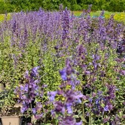 Katzenminze 'Walkers Low' Blau, Topf-Ø 11 Cm, 3er-Set 10 Katzenminze 'Walkers Low' Blau, Topf-Ø 11 Cm, 3er-Set -Fashion Garden Store 0319100366 Nepeta faassenii Walkers Low 3er Set 2 113705