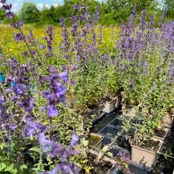Katzenminze 'Walkers Low' Blau, Topf-Ø 11 Cm, 3er-Set 11 Katzenminze 'Walkers Low' Blau, Topf-Ø 11 Cm, 3er-Set -Fashion Garden Store 0319100366 Nepeta faassenii Walkers Low 3er Set 3 113706