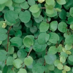 Calocephalus & Mühlenbeckie, Topf-Ø 23 Cm -Fashion Garden Store 0319100426 Muehlenbeckia complexa 3er Set 1 85225