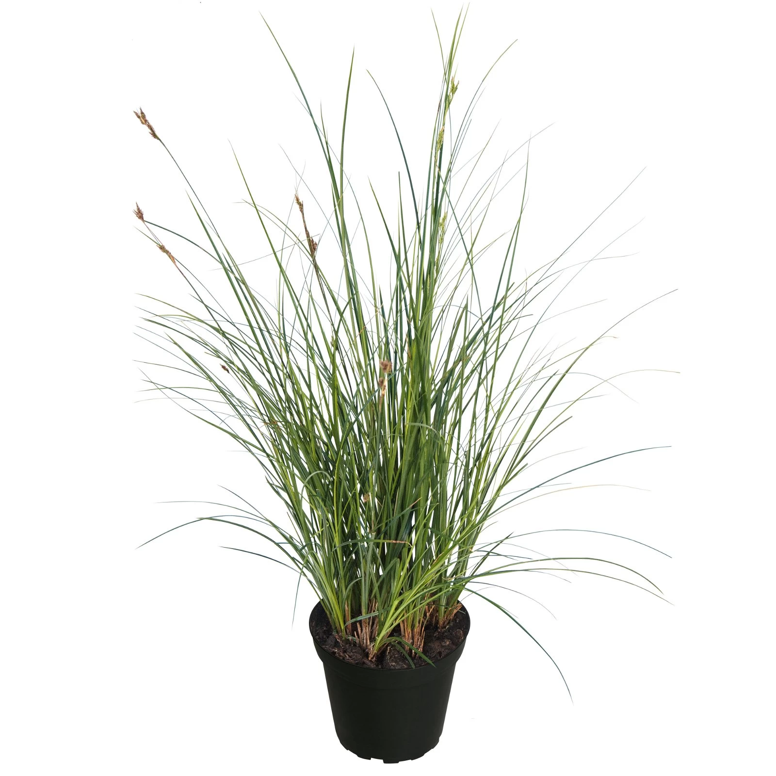 Segge Dunkelgrün, Topf-Ø 12 Cm, 3er-Set 4 Segge Dunkelgrün, Topf-Ø 12 Cm, 3er-Set – Bild 2
