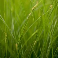 Segge Dunkelgrün, Topf-Ø 12 Cm, 3er-Set