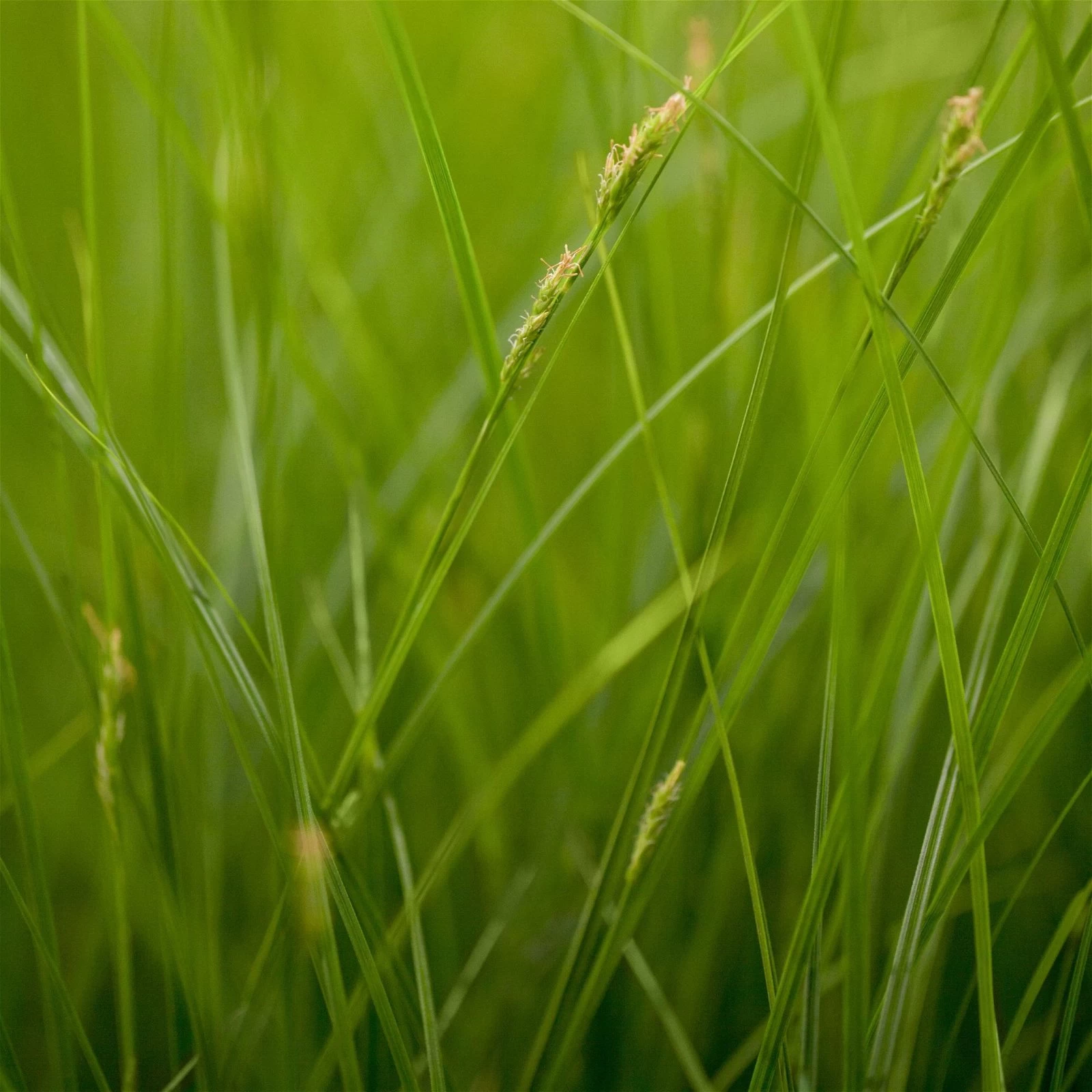 Segge Dunkelgrün, Topf-Ø 12 Cm, 3er-Set 3 Segge Dunkelgrün, Topf-Ø 12 Cm, 3er-Set