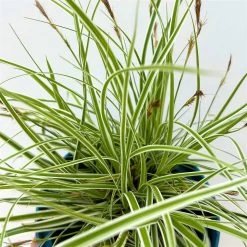 Japansegge 'Everest', Topf-Ø 12 Cm, 3er-Set 13 Japansegge 'Everest', Topf-Ø 12 Cm, 3er-Set -Fashion Garden Store 0319100440 carex oshimensis everest 4 125000