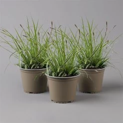 Japansegge 'Everest', Topf-Ø 12 Cm, 3er-Set