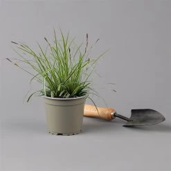 Japansegge 'Everest', Topf-Ø 12 Cm, 3er-Set 12 Japansegge 'Everest', Topf-Ø 12 Cm, 3er-Set -Fashion Garden Store 0319100440 carex oshimensis everest 125699