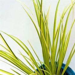 Kalmus 'Ogon' Grün-gelb, Topf-Ø 12 Cm, 3er-Set -Fashion Garden Store 0319100458 acorus ogon 4 125002