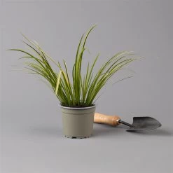 Kalmus 'Ogon' Grün-gelb, Topf-Ø 12 Cm, 3er-Set -Fashion Garden Store 0319100458 acorus ogon 125701
