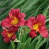 Taglilie 'Ruby Stella' Rubinrot, Topf-Ø 11 Cm, 3er-Set -Fashion Garden Store 0319100489 Hemerocallis Ruby Stella 3er Set 1 107984
