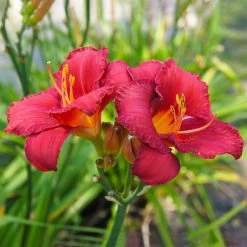 Taglilie 'Ruby Stella' Rubinrot, Topf-Ø 11 Cm, 3er-Set -Fashion Garden Store 0319100489 Hemerocallis Ruby Stella 3er Set 2 107985