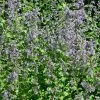 Bio Katzenminze 'Blue Danube' Blau, Topf-Ø 9 Cm, 3er-Set -Fashion Garden Store 0319100512 Nepeta grand Blue Danube 3er Set 107942