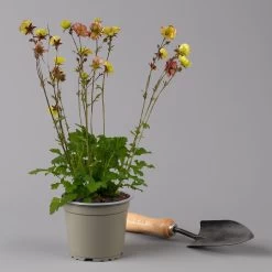 Nelkenwurz 'Nonna' Gelborange Halbgefüllt, Topf-Ø 12 Cm, 3er-Set -Fashion Garden Store 0319100549 Geum Nonna 3er Set KB gelb orange T12 2 126152