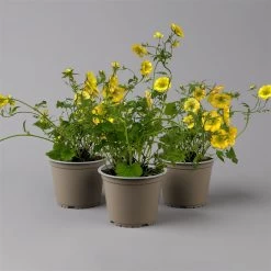 Nelkenwurz 'Nonna' Gelborange Halbgefüllt, Topf-Ø 12 Cm, 3er-Set