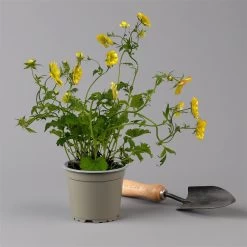 Nelkenwurz 'Nonna' Gelborange Halbgefüllt, Topf-Ø 12 Cm, 3er-Set -Fashion Garden Store 0319100549 Geum Nonna 3er Set gelb orange T12 2 124062