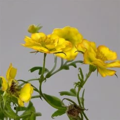 Nelkenwurz 'Nonna' Gelborange Halbgefüllt, Topf-Ø 12 Cm, 3er-Set -Fashion Garden Store 0319100549 Geum Nonna 3er Set gelb orange T12 4 124063