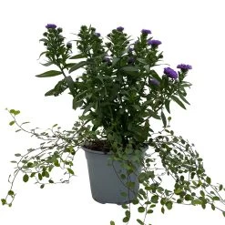 Aster & Mühlenbeckia, 3er-Set, Blau Gefüllt, Topf 12/13 Cm Ø