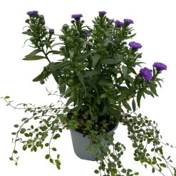 Aster & Mühlenbeckia, 3er-Set, Blau Gefüllt, Topf 12/13 Cm Ø -Fashion Garden Store 0319200010 Aster novi belgii Muehlenbeckia blau 3er Set WS 3 95828