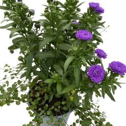 Aster & Mühlenbeckia, 3er-Set, Blau Gefüllt, Topf 12/13 Cm Ø -Fashion Garden Store 0319200010 Aster novi belgii Muehlenbeckia blau 3er Set WS 4 95829