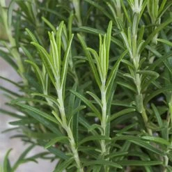 Rosmarin, Ballen-Ø Ca. 7 Cm, 3x 6er-Tray=18 Pflanzen -Fashion Garden Store 0319200055 Rosmarinus officinalis Koelle 6er Pack WS 2 103375