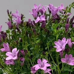 Glockenblume 'Ambella® Pink' Rosa, Topf-Ø 15 Cm, 3er-Set 14 Glockenblume 'Ambella® Pink' Rosa, Topf-Ø 15 Cm, 3er-Set -Fashion Garden Store 0319200163 campanula ambella pink 1 124075