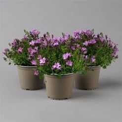 Glockenblume 'Ambella® Pink' Rosa, Topf-Ø 15 Cm, 3er-Set