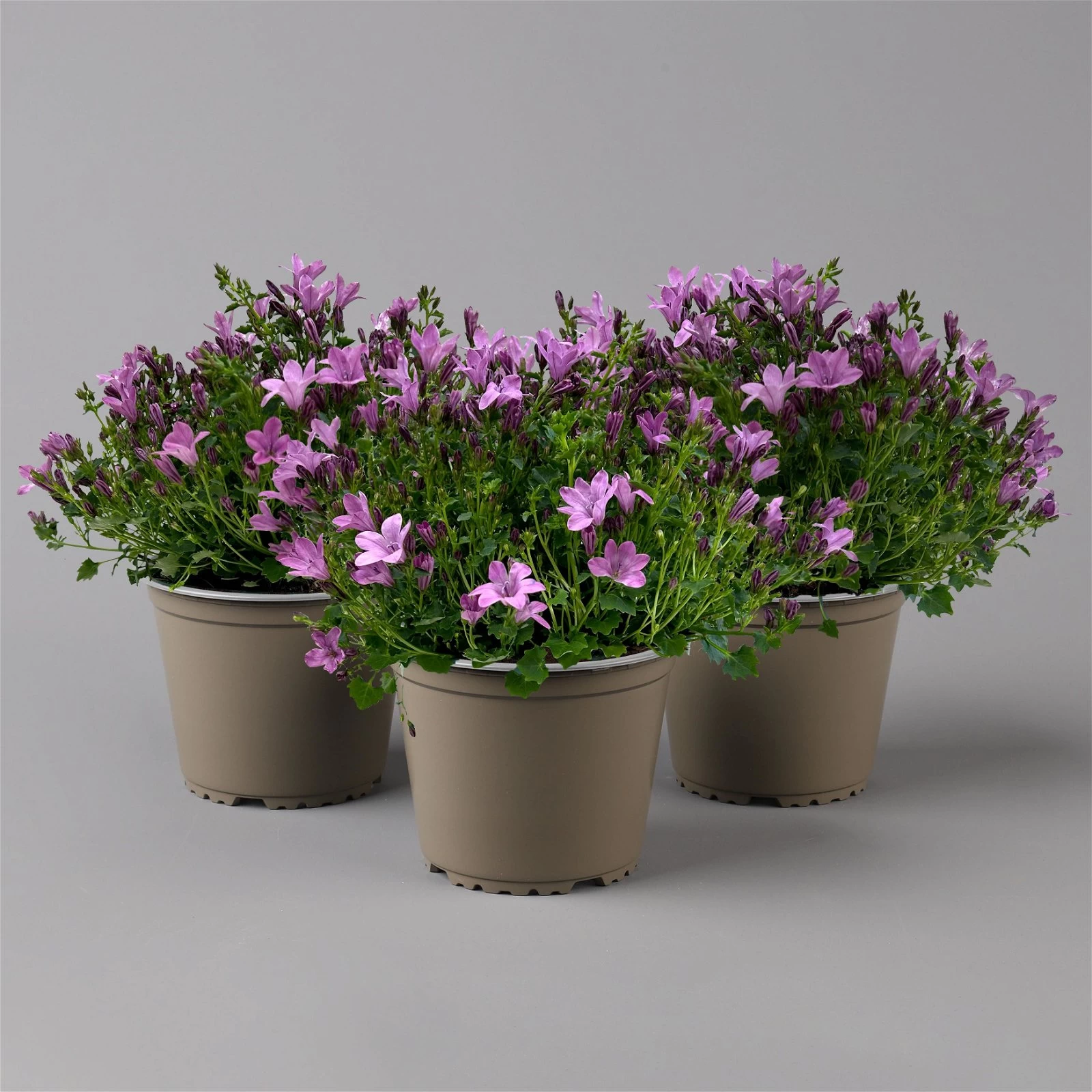 Glockenblume 'Ambella® Pink' Rosa, Topf-Ø 15 Cm, 3er-Set 3 Glockenblume 'Ambella® Pink' Rosa, Topf-Ø 15 Cm, 3er-Set
