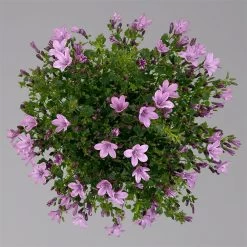 Glockenblume 'Ambella® Pink' Rosa, Topf-Ø 15 Cm, 3er-Set 13 Glockenblume 'Ambella® Pink' Rosa, Topf-Ø 15 Cm, 3er-Set -Fashion Garden Store 0319200163 campanula ambella pink 3 124074