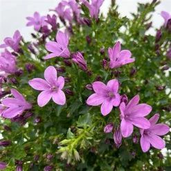 Glockenblume 'Ambella® Pink' Rosa, Topf-Ø 15 Cm, 3er-Set 15 Glockenblume 'Ambella® Pink' Rosa, Topf-Ø 15 Cm, 3er-Set -Fashion Garden Store 0319200163 campanula ambella pink 10 123849