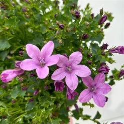 Glockenblume 'Ambella® Pink' Rosa, Topf-Ø 15 Cm, 3er-Set 17 Glockenblume 'Ambella® Pink' Rosa, Topf-Ø 15 Cm, 3er-Set -Fashion Garden Store 0319200163 campanula ambella pink 11 123851
