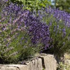 Lavendel, 6er-Set, Topf 12 / 13 Cm Ø 11 Lavendel, 6er-Set, Topf 12 / 13 Cm Ø -Fashion Garden Store 0320500730 Lavandula angustifolia 2 88403