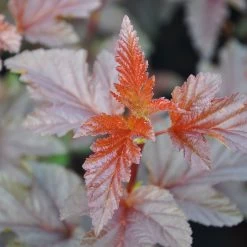 Rotlaubige Blasenspiere 'Lady In Red'®, Höhe 30-40 Cm, Topf 5 Liter