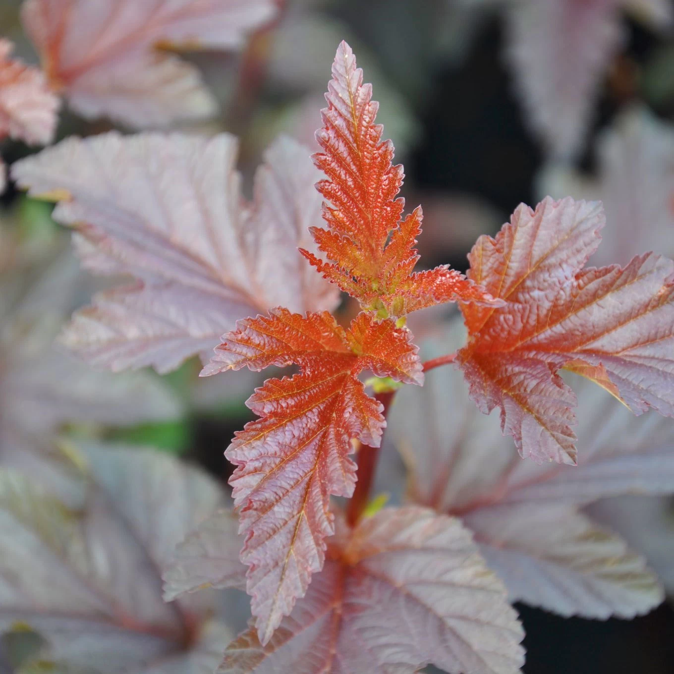 Rotlaubige Blasenspiere 'Lady In Red'®, Höhe 30-40 Cm, Topf 5 Liter 3 Rotlaubige Blasenspiere 'Lady In Red'®, Höhe 30-40 Cm, Topf 5 Liter