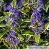 Weißbunte Bartblume 'White Surprise®'.cov, Caryopteris Clandonensis, Topf 5 Lt. -Fashion Garden Store 0410111613 Caryopteris White Surprise 87692