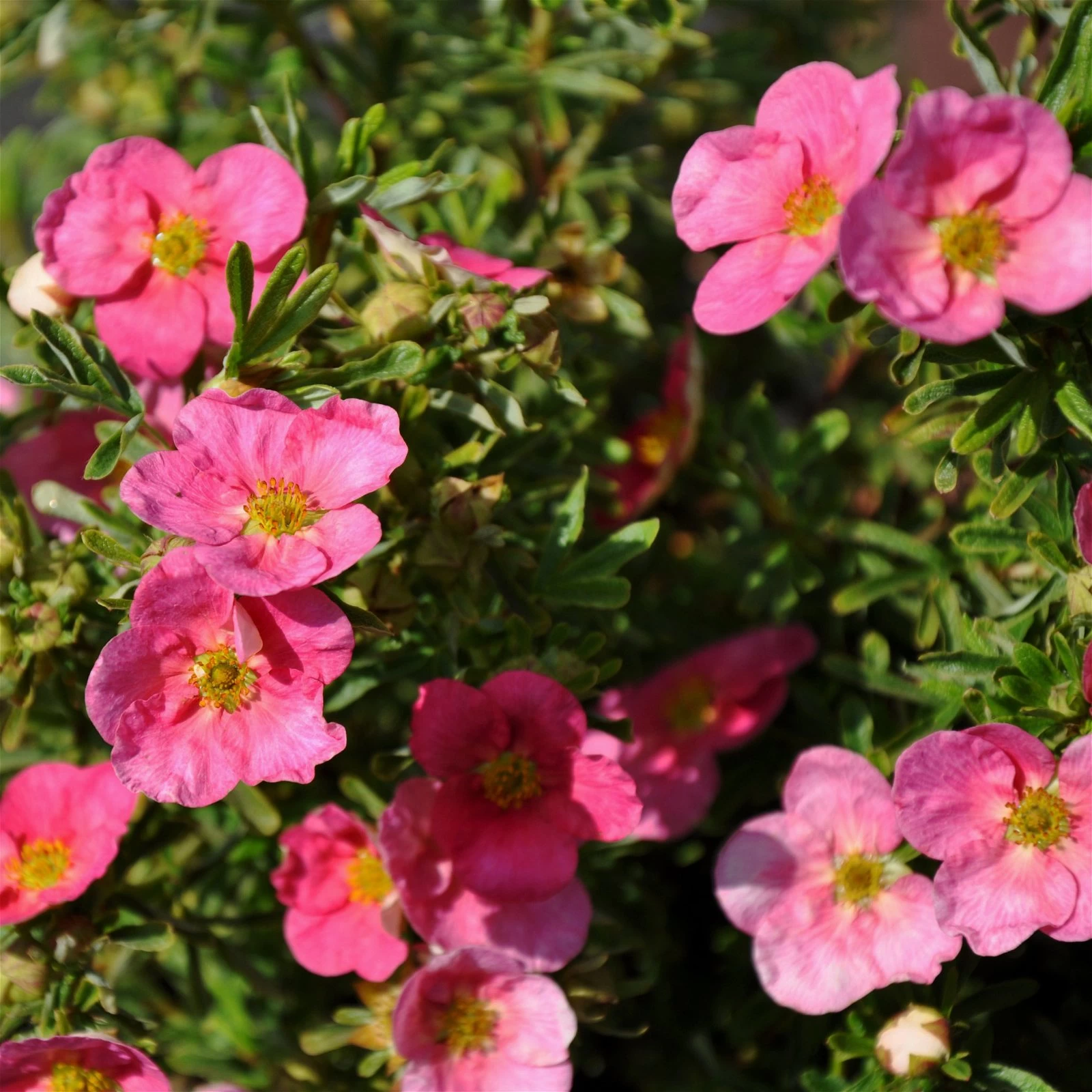 Pinker Fingerstrauch 'Lovely Pink®', Potentilla Fruticosa, Pink, Topf 5 Liter 4 Pinker Fingerstrauch 'Lovely Pink®', Potentilla Fruticosa, Pink, Topf 5 Liter – Bild 2