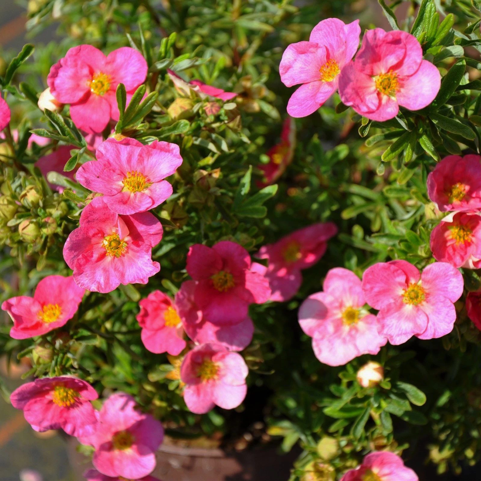 Pinker Fingerstrauch 'Lovely Pink®', Potentilla Fruticosa, Pink, Topf 5 Liter 3 Pinker Fingerstrauch 'Lovely Pink®', Potentilla Fruticosa, Pink, Topf 5 Liter