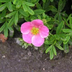 Pinker Fingerstrauch 'Lovely Pink®', Potentilla Fruticosa, Pink, Topf 5 Liter 9 Pinker Fingerstrauch 'Lovely Pink®', Potentilla Fruticosa, Pink, Topf 5 Liter -Fashion Garden Store 0410112173 Potentilla frut Lovely Pink 86939
