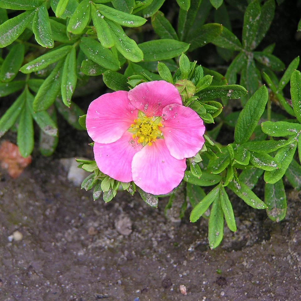 Pinker Fingerstrauch 'Lovely Pink®', Potentilla Fruticosa, Pink, Topf 5 Liter 5 Pinker Fingerstrauch 'Lovely Pink®', Potentilla Fruticosa, Pink, Topf 5 Liter – Bild 3