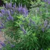 Mönchspfeffer 'Delta Blues'®, Lila-blau, Topf 5 Liter -Fashion Garden Store 0410112245 Vitex agnus castus Delta Blues 040 060 Co 5 lt 100469