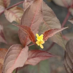 Rotlaubige Amerikanische Weigelie 'Diva'(s), Rot, 4er-Set, Topf 5 Liter -Fashion Garden Store 0410112705 Diervilla splendens Diva 4er Set 040060 Co5lt 1 119766