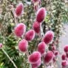 Salix Rotkätzchen®, 75 Cm Stamm, Im 5 Lt. Topf -Fashion Garden Store 0410200164 0410200165 Salix Rotkaetzchen 1 87293