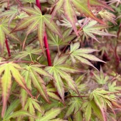 Korallenrinden Fächerahorn 'Sangokaku', Höhe 80 - 100 Cm, Topf 10 Liter -Fashion Garden Store 0410300410 acer sangokaku 6 123976