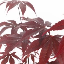 Roter Fächerahorn 'Bloodgood', Höhe 60 - 80 Cm, Topf 7,5 Liter -Fashion Garden Store 0410300846 acer bloodgood 2 124805
