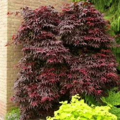 Roter Fächerahorn 'Bloodgood', Höhe 60 - 80 Cm, Topf 7,5 Liter -Fashion Garden Store 0410301060 Acer palm Bloodgood 60cm 19er Topf 1 83828