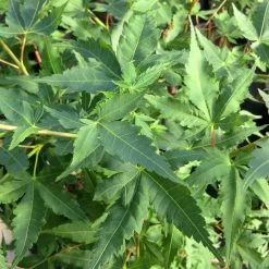 Korallenrinden Fächerahorn 'Sangokaku', Höhe 80 - 100 Cm, Topf 10 Liter -Fashion Garden Store 0410301065 Acer palm Sangokaku Son und Koot 2 84622