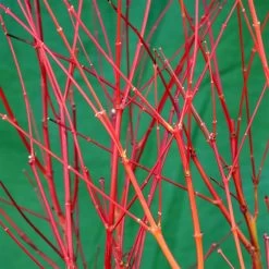 Korallenrinden Fächerahorn 'Sangokaku', Höhe 80 - 100 Cm, Topf 10 Liter -Fashion Garden Store 0410301065 Acer palm Sangokaku Son und Koot 3 84623