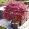 Japanischer Zwergahorn 'Peve Dave', Rotlaubig, Höhe 40 - 60 Cm, Topf-Ø 19 Cm -Fashion Garden Store 0410301090 Acer palm Peve Dave ca60cm 19er Topf Son Koot 2 83554