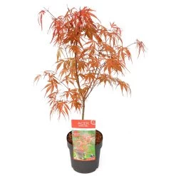 Japanischer Zwergahorn 'Peve Dave', Rotlaubig, Höhe 40 - 60 Cm, Topf-Ø 19 Cm -Fashion Garden Store 0410301090 Acer palm Peve Dave ca60cm 19er Topf Son Koot 3 83555