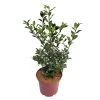 Stechpalme 'Heckenstar'®, 5er-Set, Höhe 40-50 Cm, Topf 5 Liter -Fashion Garden Store 0410450800 0410450801 Ilex mes Heckenstar 1 104460